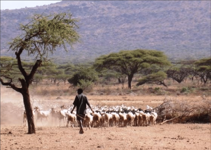 Flock of Five Sheep