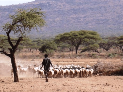 Flock of Five Sheep